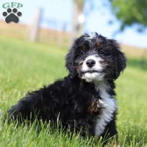 Larry, Mini Bernedoodle Puppy